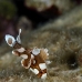 sweetlips_spotted_many_juvenile_kry_phu_v_0245_tha6720.jpg